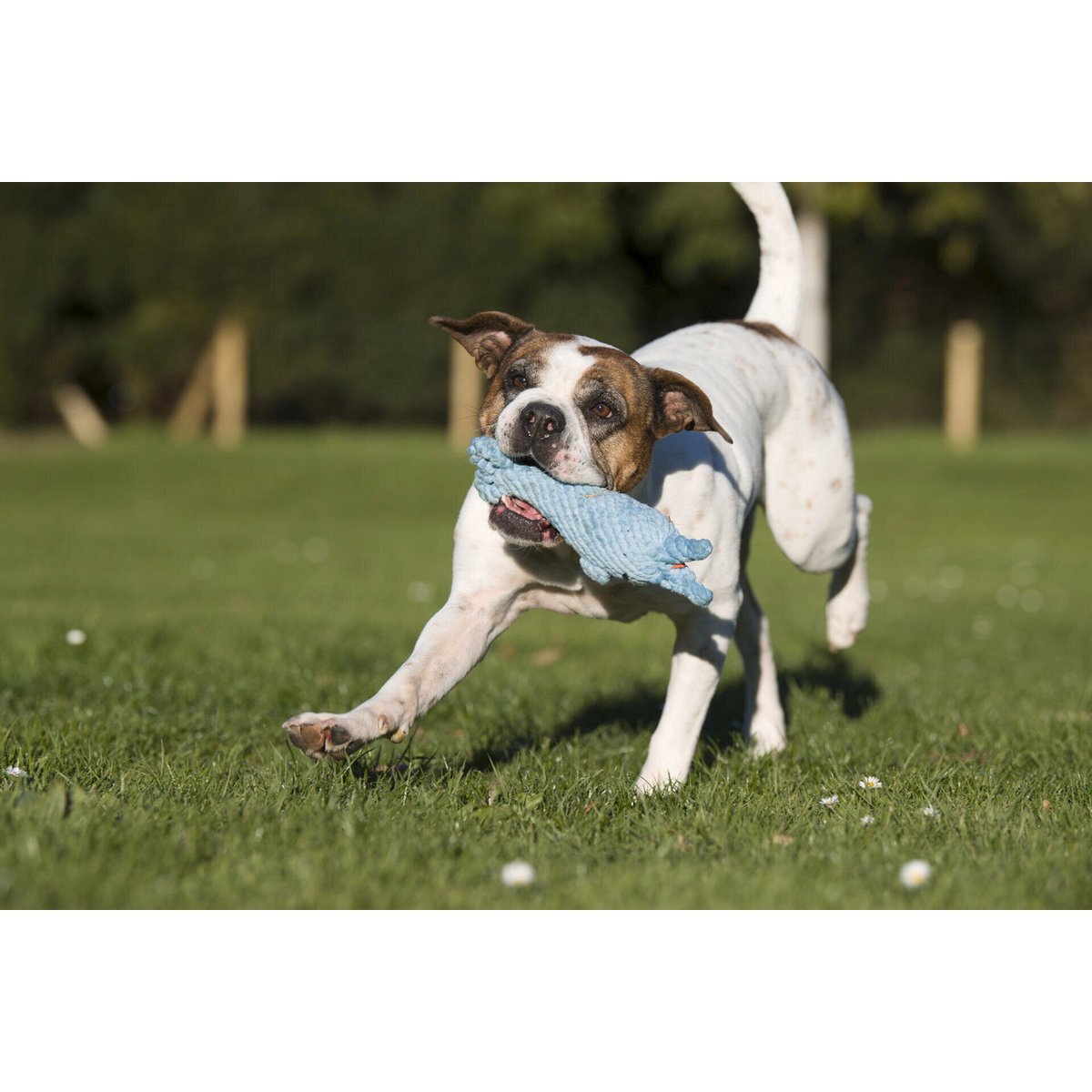 Didi Delfin - Kult - Spielzeug für Hunde - Tiny Paws Boutique