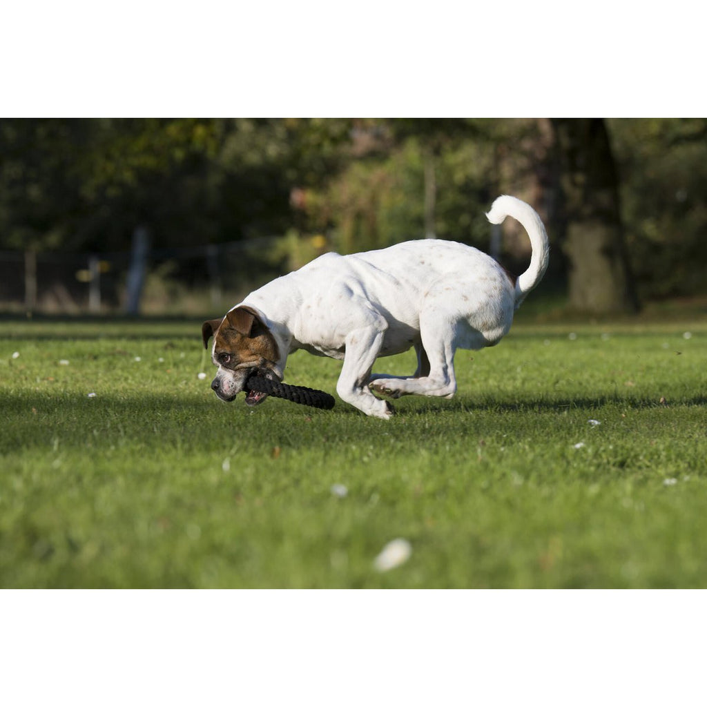 Ringo Ring - Kult-Spielzeug für Hunde
