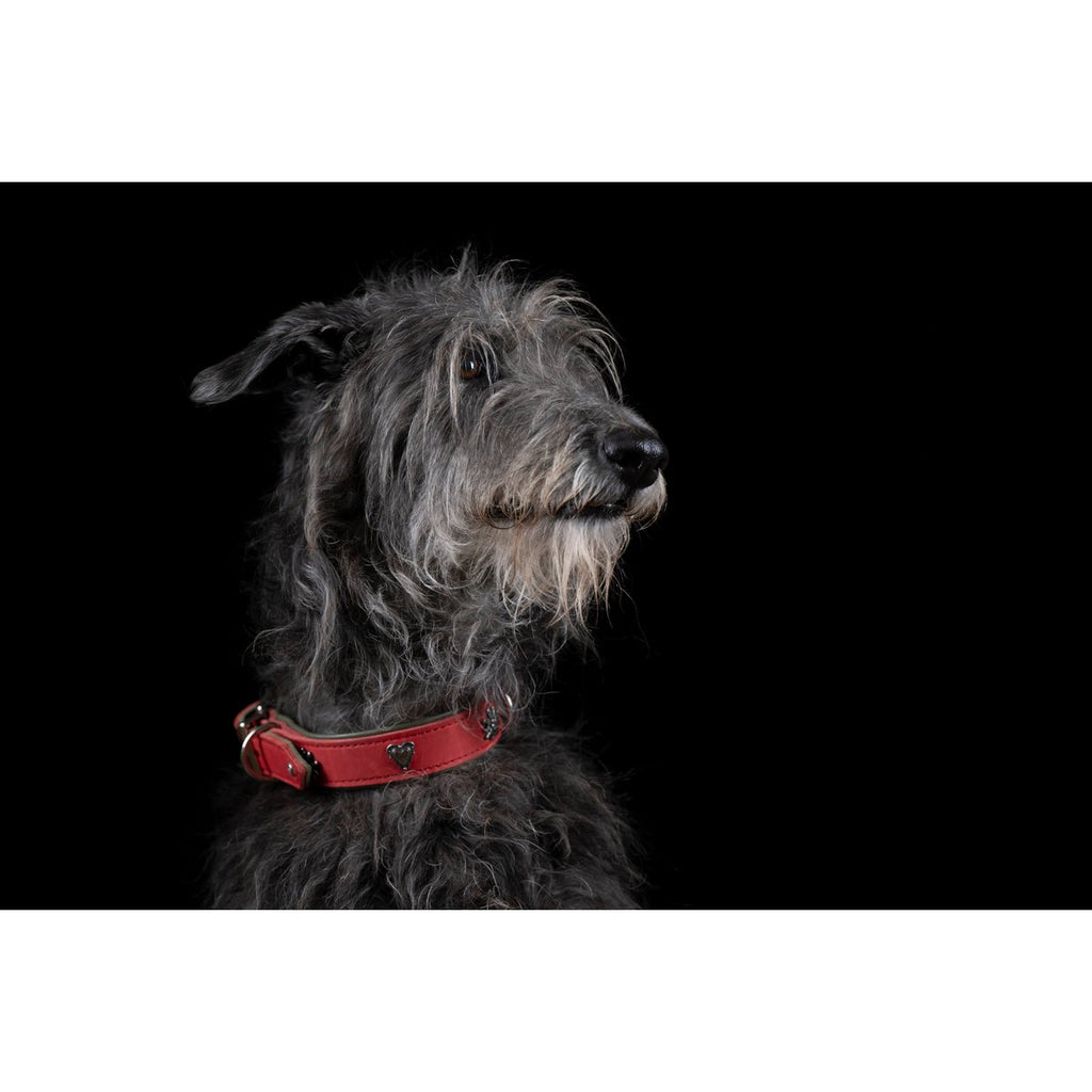EDELWEISS - Elegantes Hundehalsband mit stilvollen Applikationen - Tiny Paws Boutique