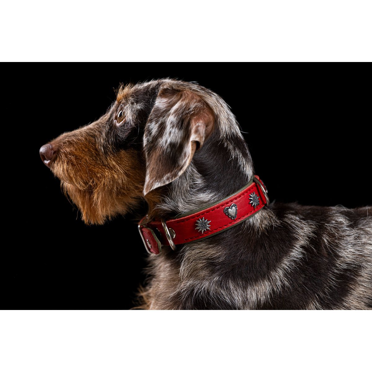 EDELWEISS - Elegantes Hundehalsband mit stilvollen Applikationen - Tiny Paws Boutique
