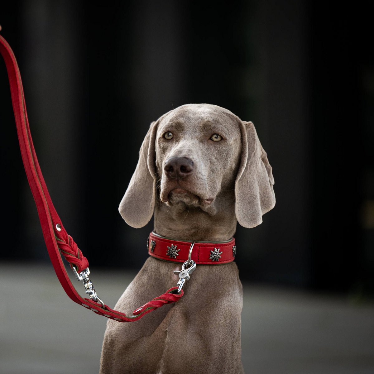 EDELWEISS - Elegantes Hundehalsband mit stilvollen Applikationen - Tiny Paws Boutique
