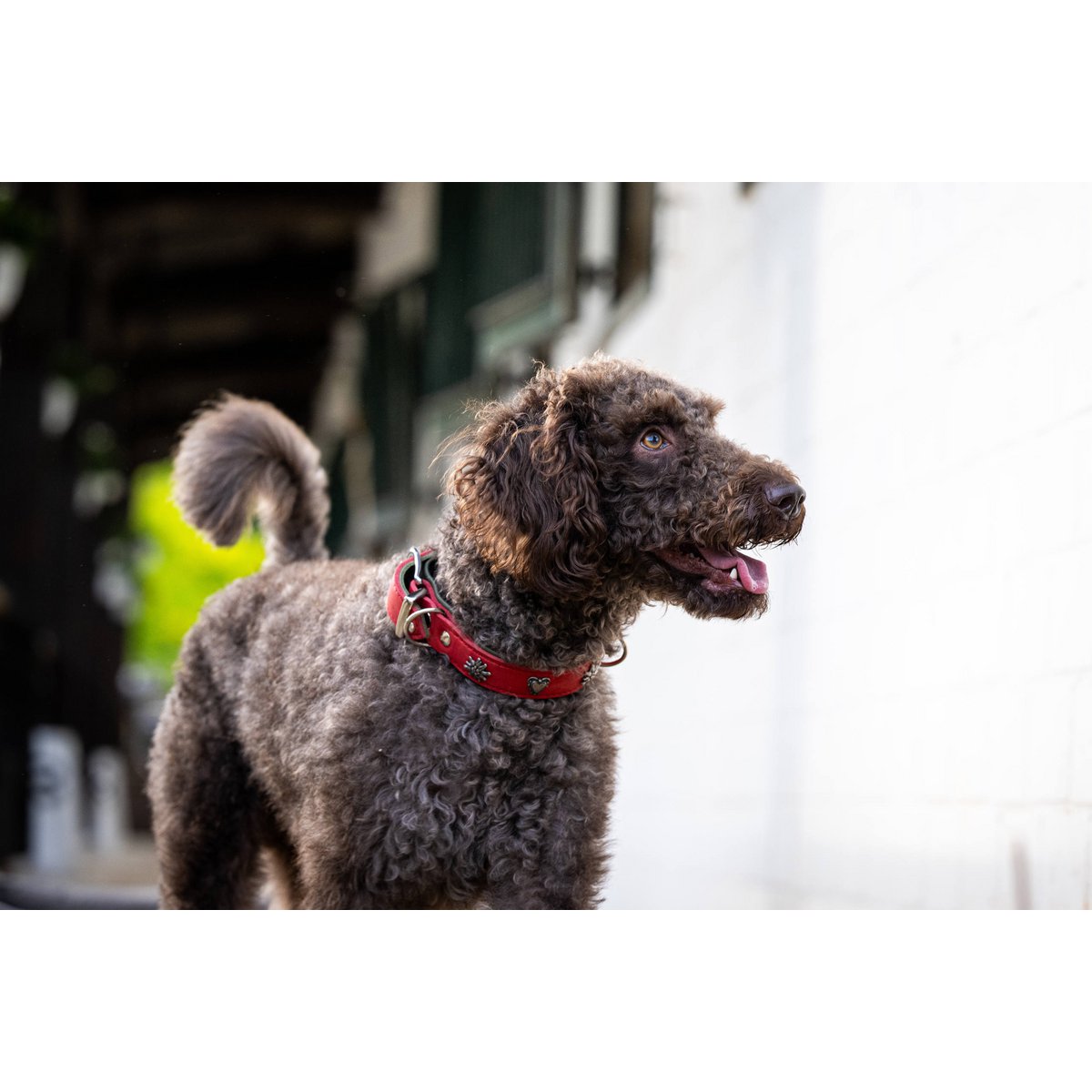 EDELWEISS - Elegantes Hundehalsband mit stilvollen Applikationen - Tiny Paws Boutique