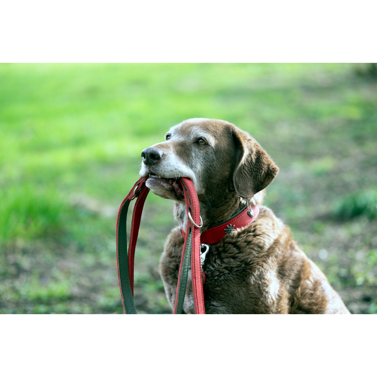 EDELWEISS - Elegantes Hundehalsband mit stilvollen Applikationen - Tiny Paws Boutique