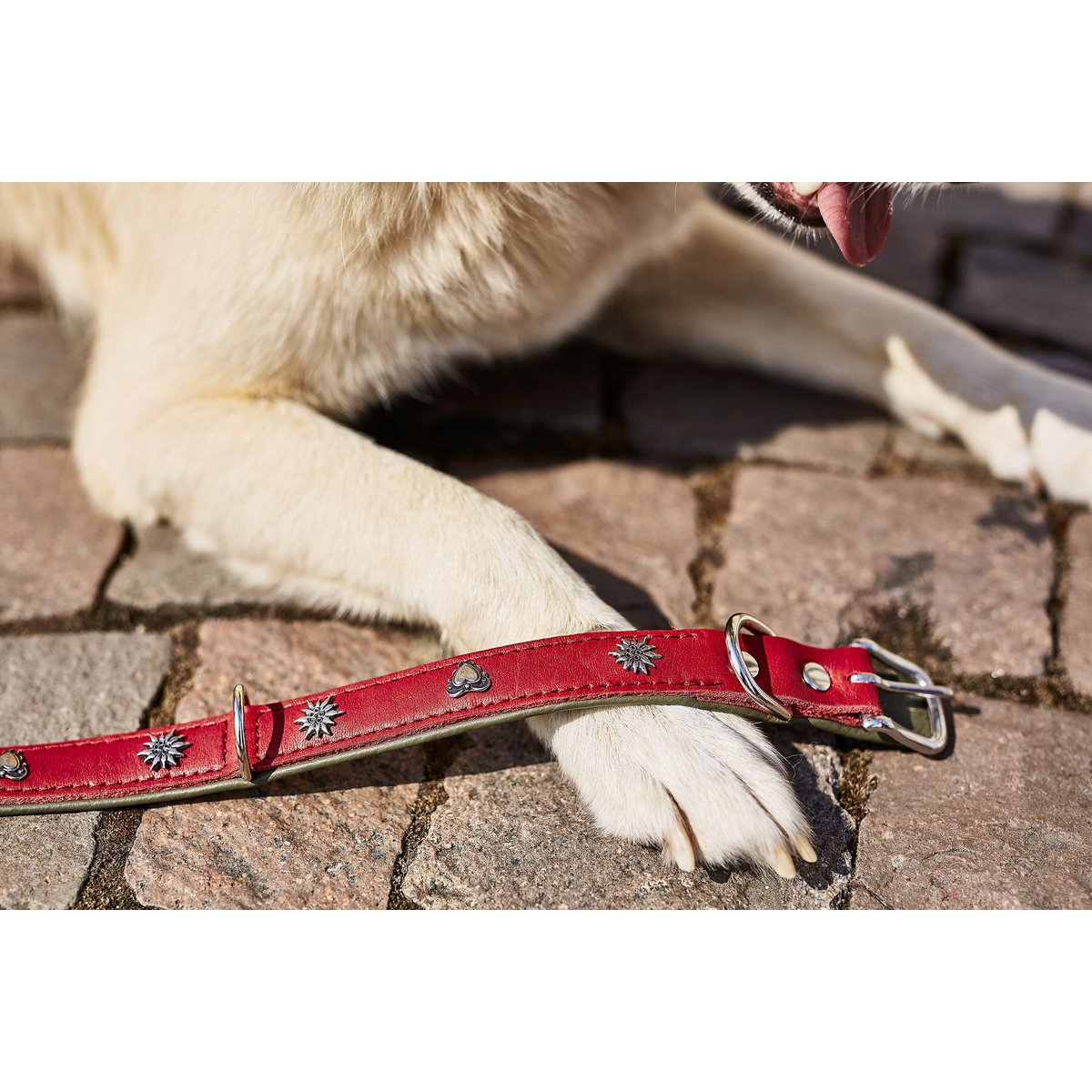 EDELWEISS - Elegantes Hundehalsband mit stilvollen Applikationen - Tiny Paws Boutique