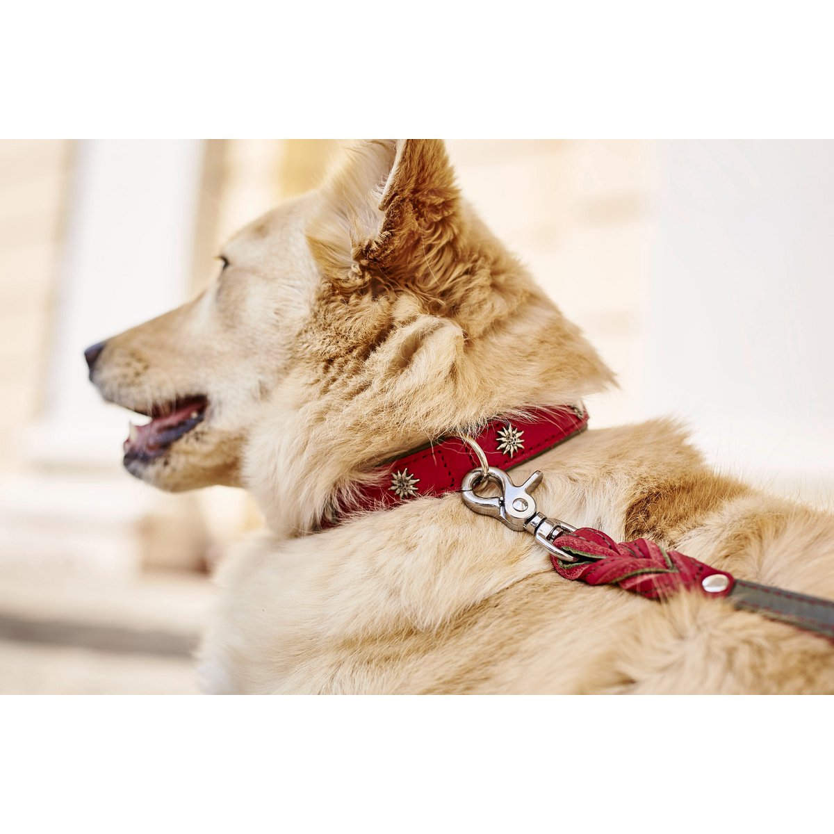 EDELWEISS - Elegantes Hundehalsband mit stilvollen Applikationen - Tiny Paws Boutique