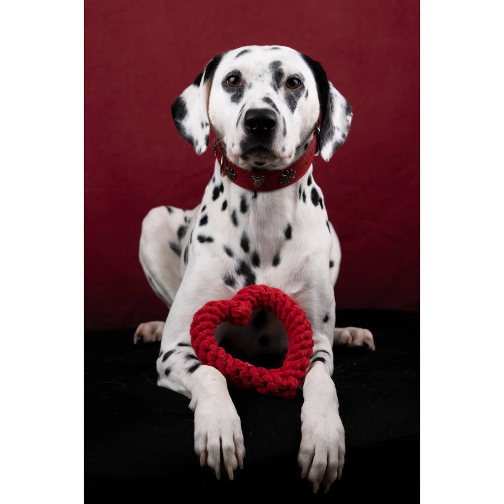 EDELWEISS - Elegantes Hundehalsband mit stilvollen Applikationen - Tiny Paws Boutique
