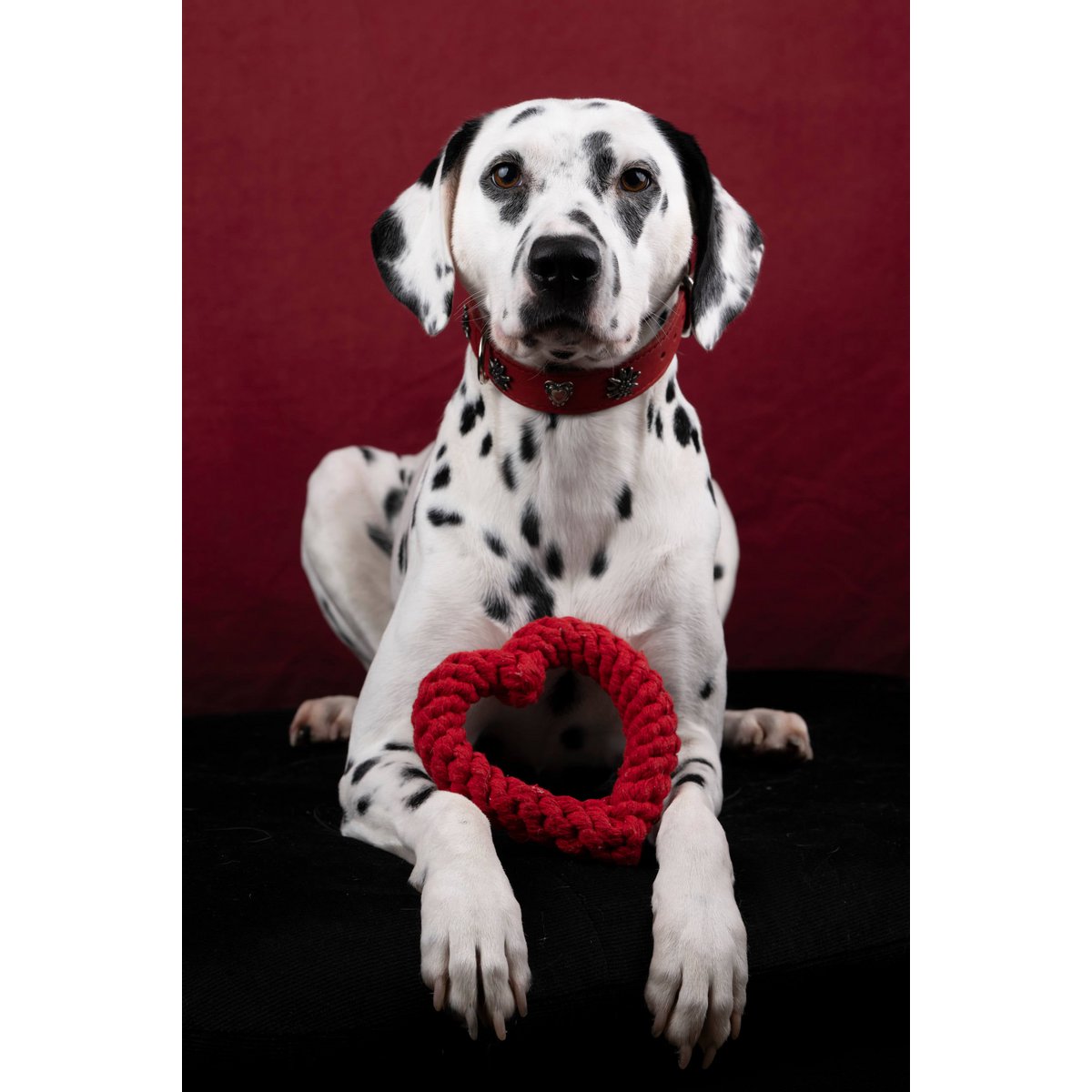 EDELWEISS - Elegantes Hundehalsband mit stilvollen Applikationen - Tiny Paws Boutique
