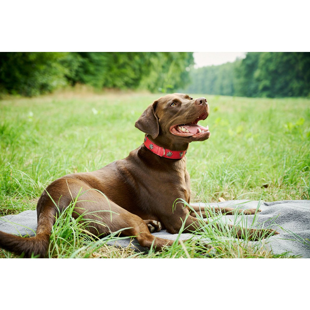 EDELWEISS - Elegantes Hundehalsband mit stilvollen Applikationen - Tiny Paws Boutique