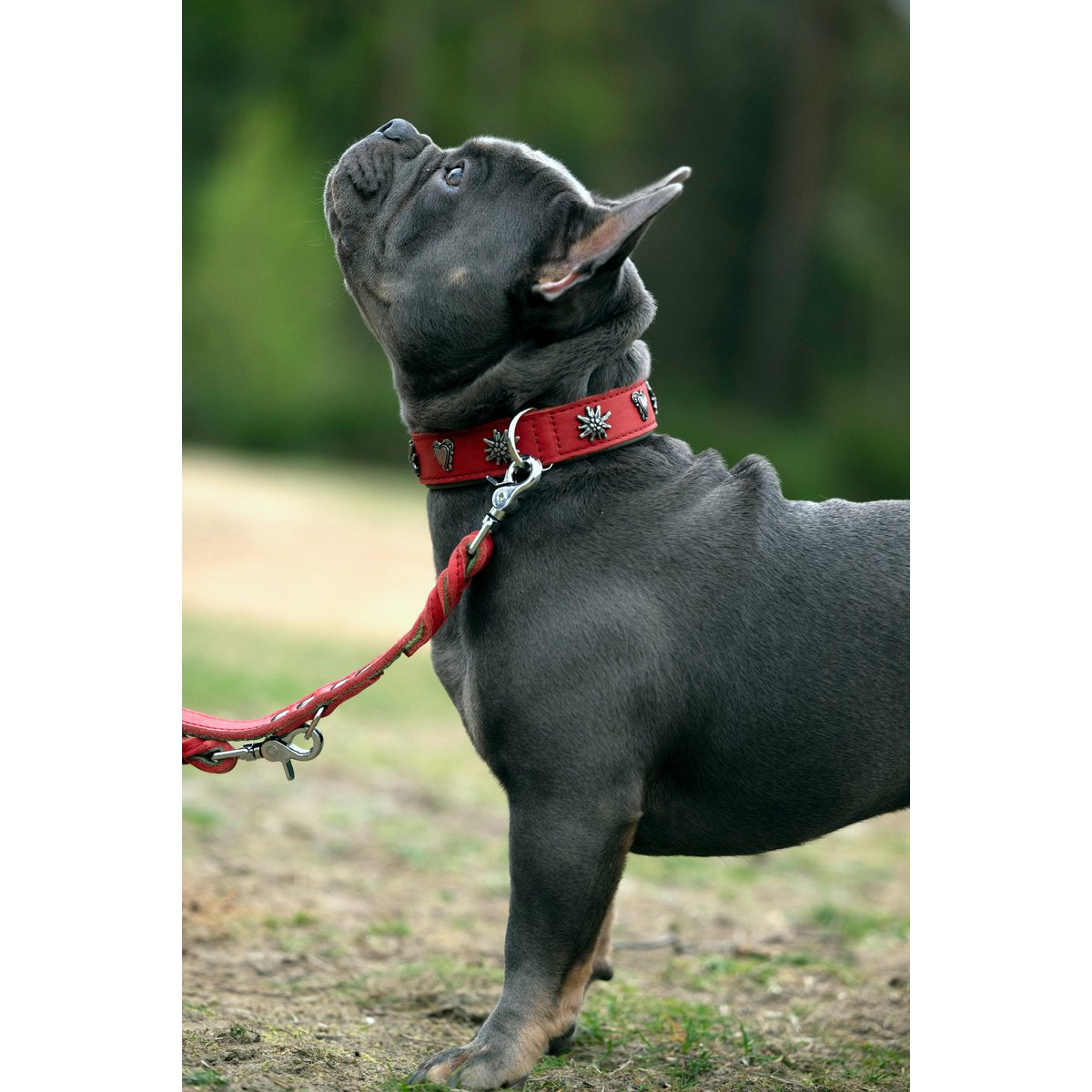 EDELWEISS - Raffinierte Hundeleine aus robustem Fettleder mit handgeflochtenen Details - Tiny Paws Boutique