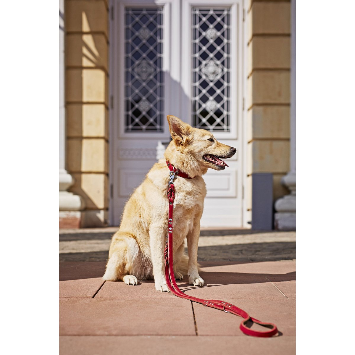 EDELWEISS - Raffinierte Hundeleine aus robustem Fettleder mit handgeflochtenen Details - Tiny Paws Boutique