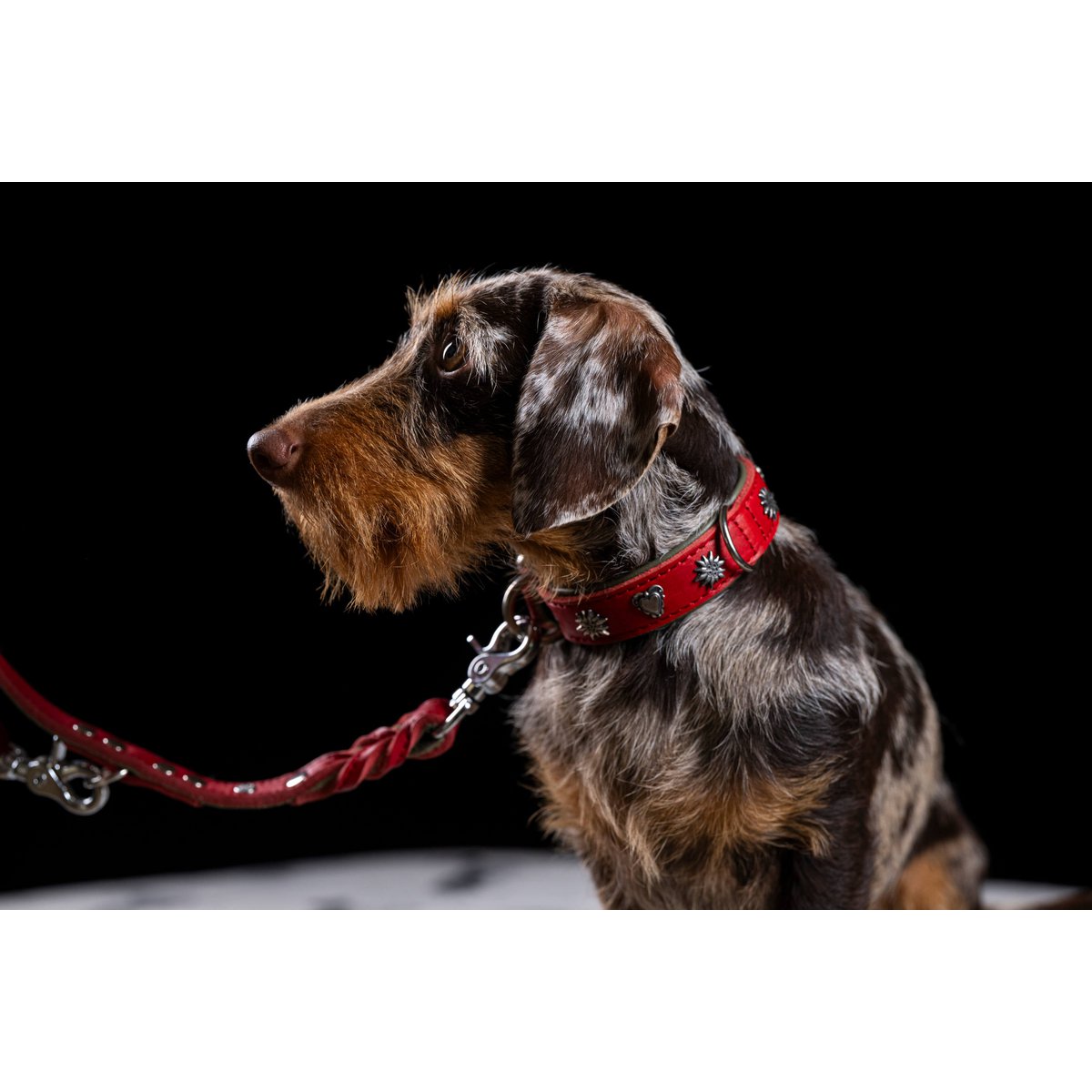 EDELWEISS - Raffinierte Hundeleine aus robustem Fettleder mit handgeflochtenen Details - Tiny Paws Boutique