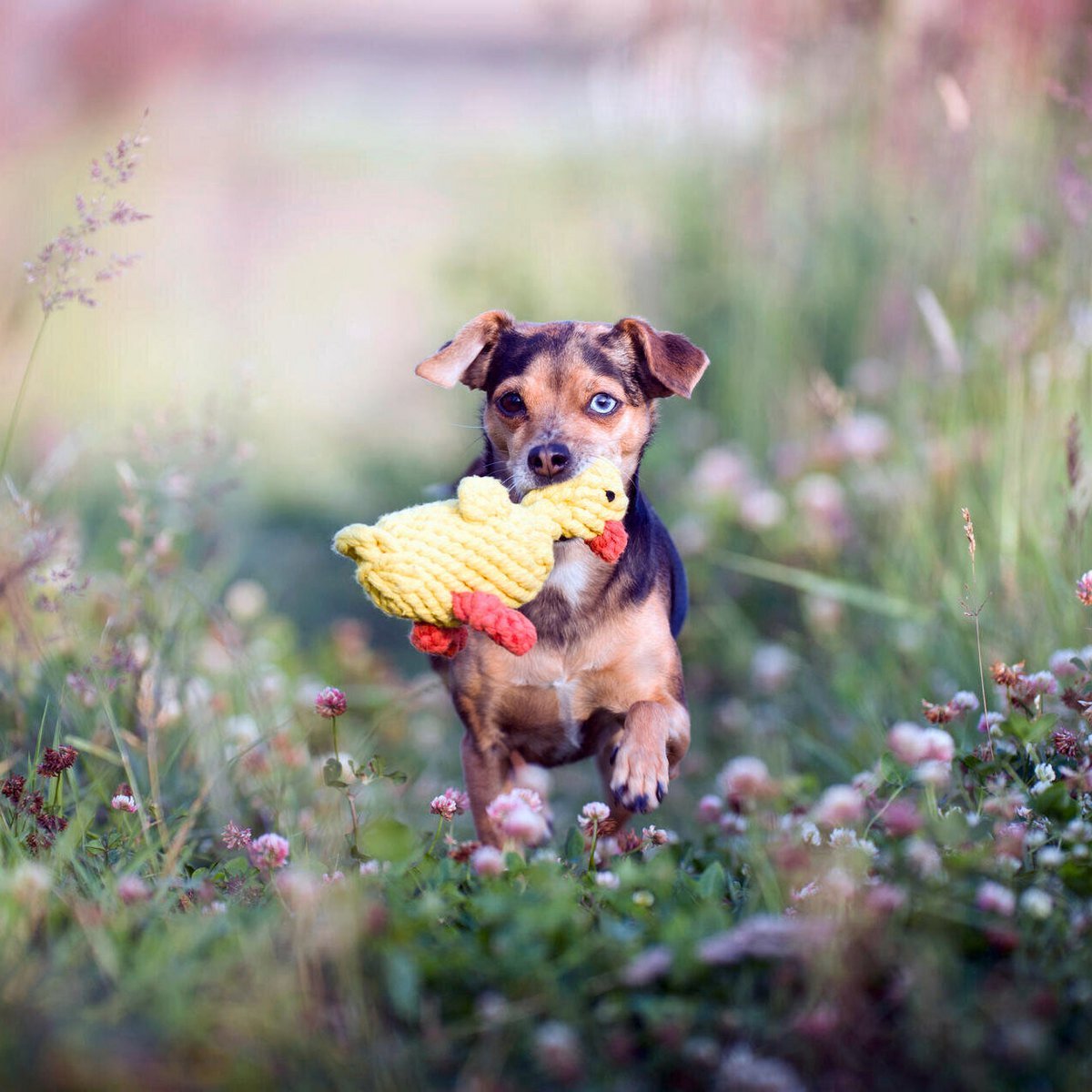 Emma Ente - Kult - Spielzeug für Hunde - Tiny Paws Boutique