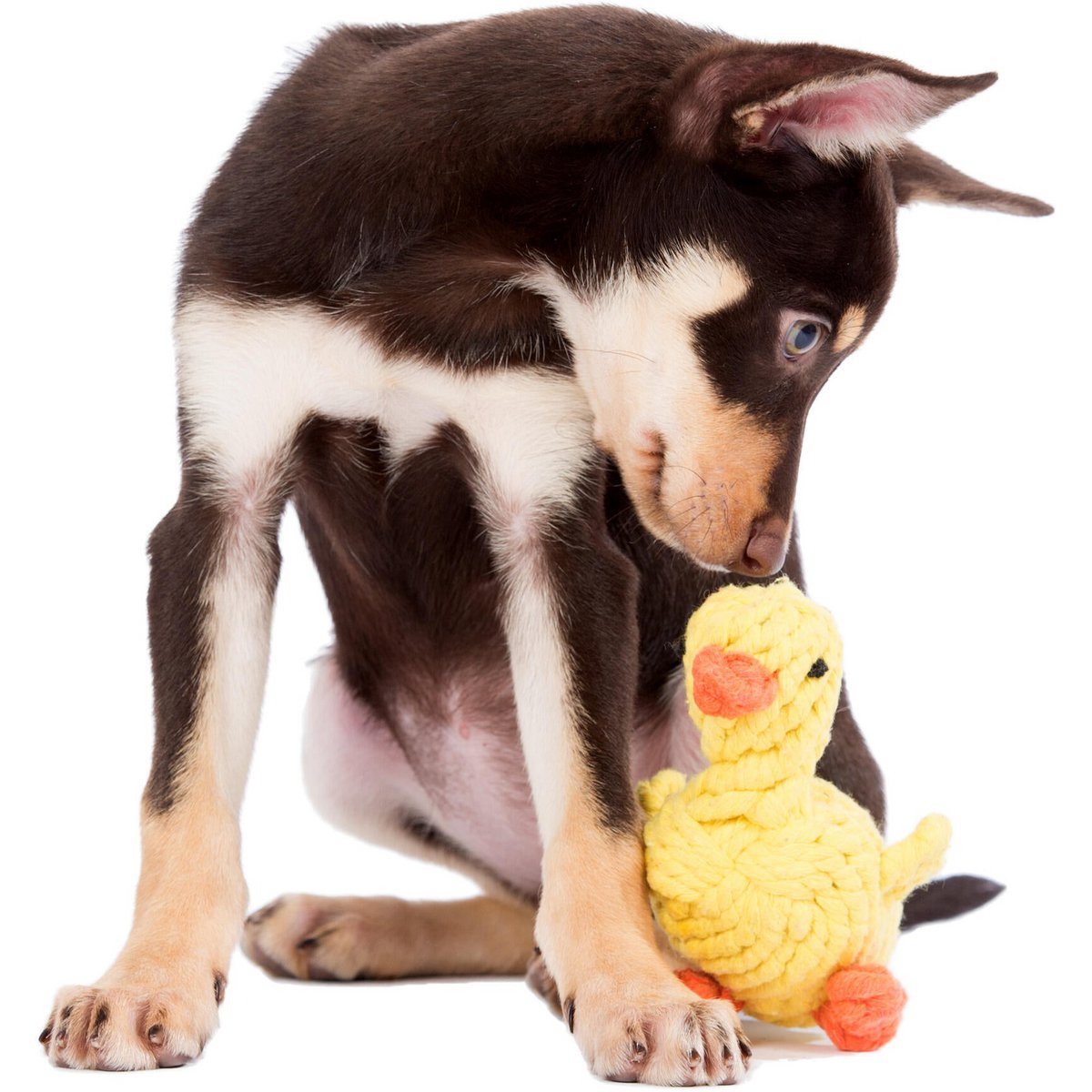 Emma Ente - Kult - Spielzeug für Hunde - Tiny Paws Boutique
