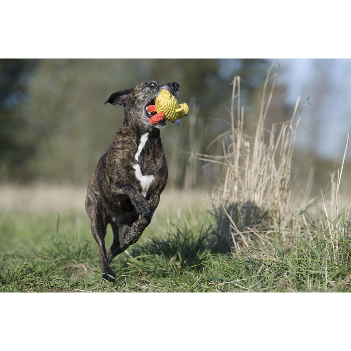 Emma Ente - Kult - Spielzeug für Hunde - Tiny Paws Boutique