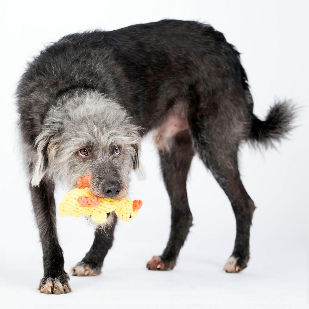 Emma Ente - Kult - Spielzeug für Hunde - Tiny Paws Boutique