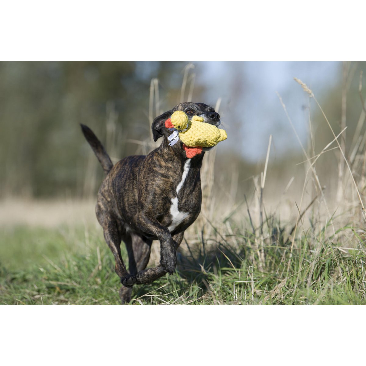 Emma Ente - Kult - Spielzeug für Hunde - Tiny Paws Boutique