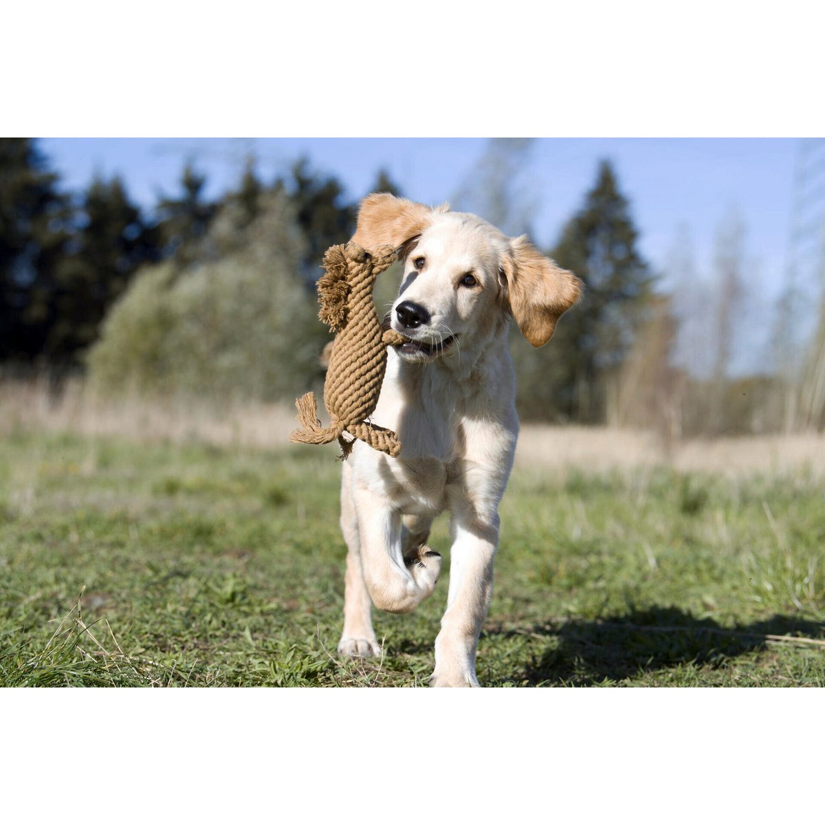 Franz Pferdinand - Kult - Spielzeug für Hunde - Tiny Paws Boutique