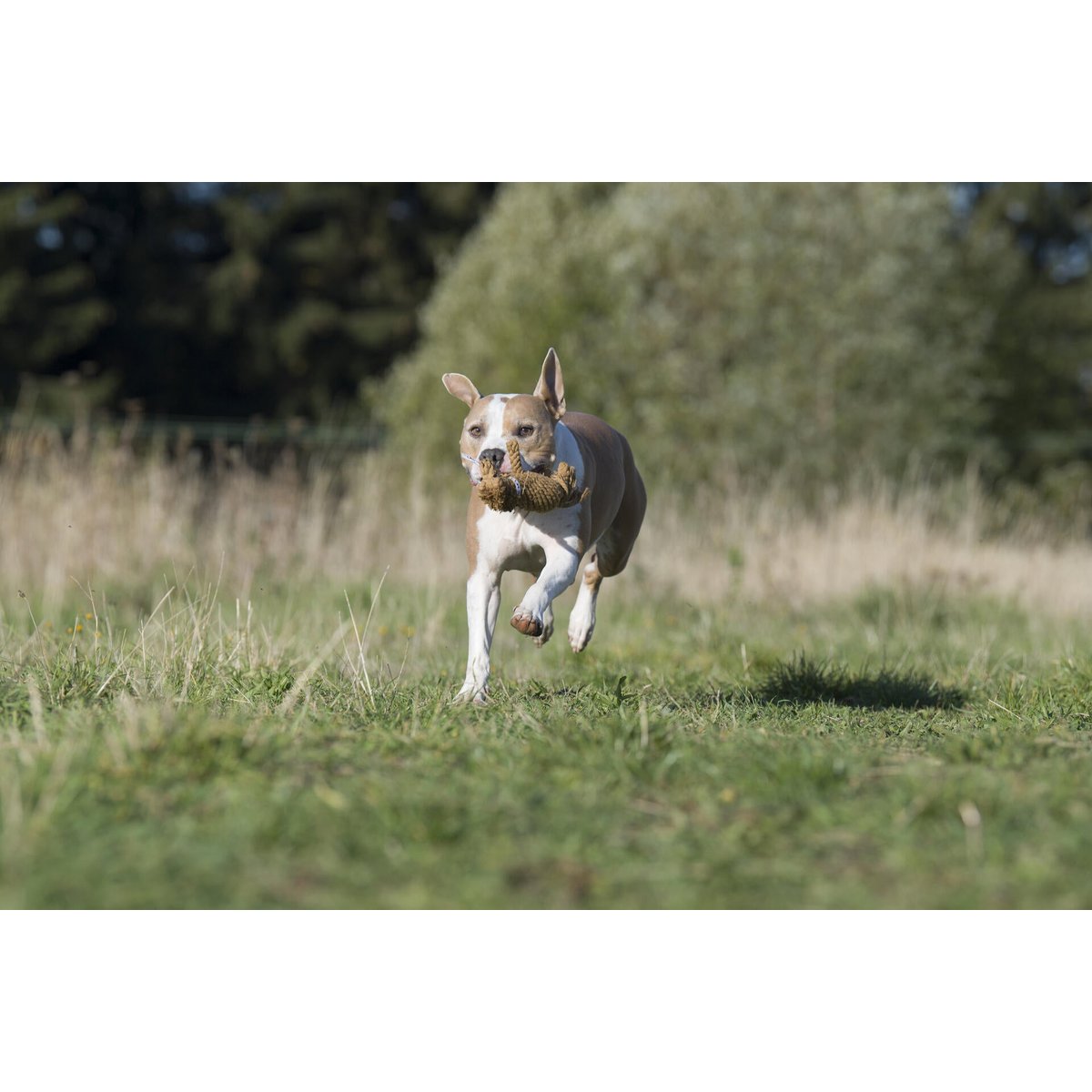 Franz Pferdinand - Kult - Spielzeug für Hunde - Tiny Paws Boutique