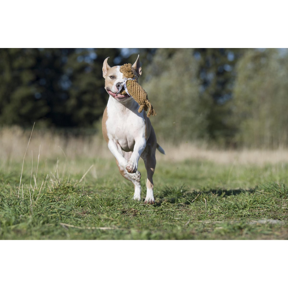 Franz Pferdinand - Kult - Spielzeug für Hunde - Tiny Paws Boutique