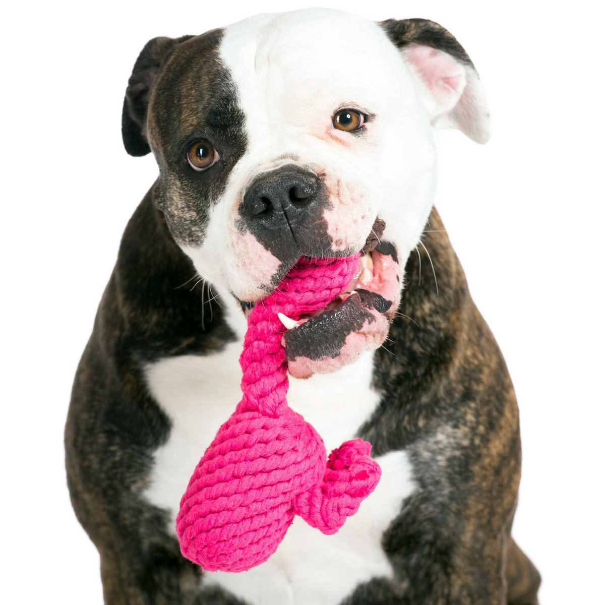 Franzi Flamingo - Kult - Spielzeug für Hunde - Tiny Paws Boutique