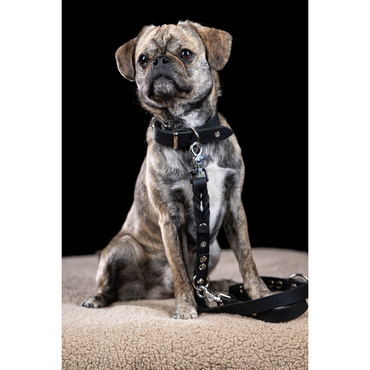 GIRO Black - Klassische Leine für jeden Einsatz - Tiny Paws Boutique