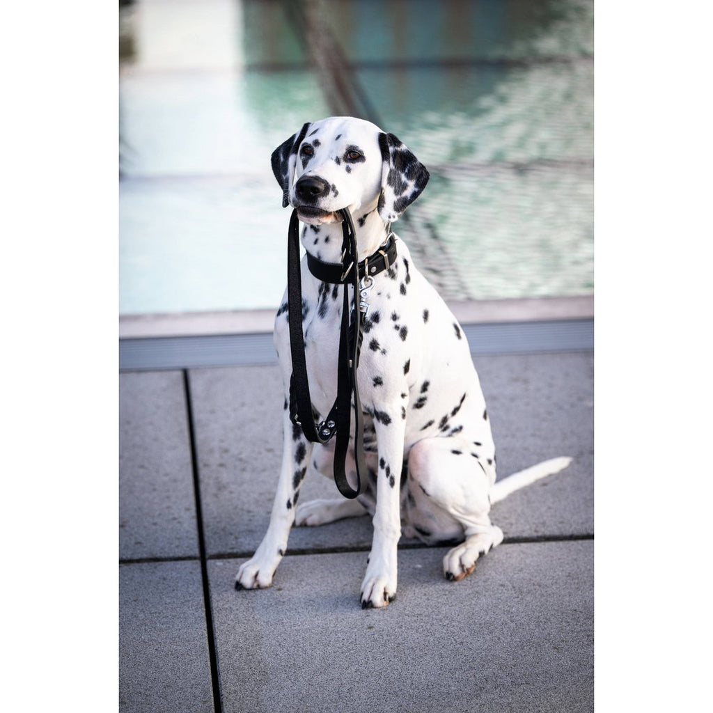 GIRO Black - Klassisches Halsband für jeden Einsatz - Tiny Paws Boutique