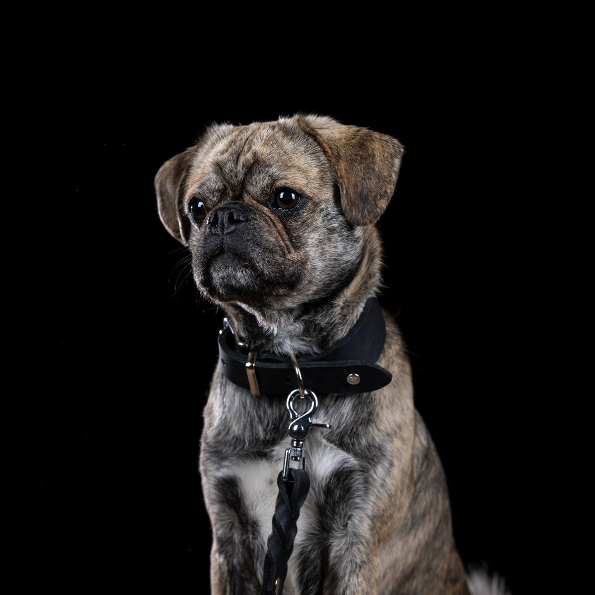 GIRO Black - Klassisches Halsband für jeden Einsatz - Tiny Paws Boutique