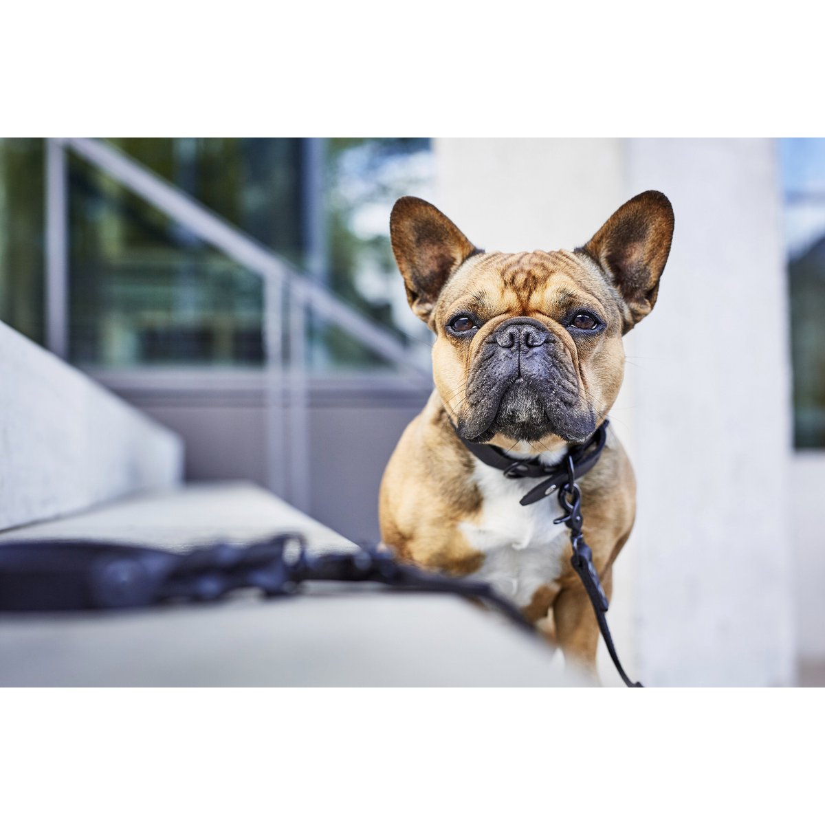 GIRO Black - Klassisches Halsband für jeden Einsatz - Tiny Paws Boutique