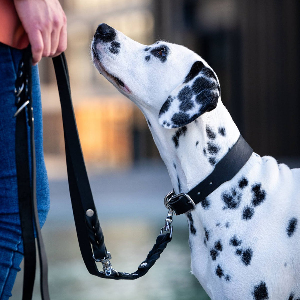 GIRO Black - Klassisches Halsband für jeden Einsatz - Tiny Paws Boutique
