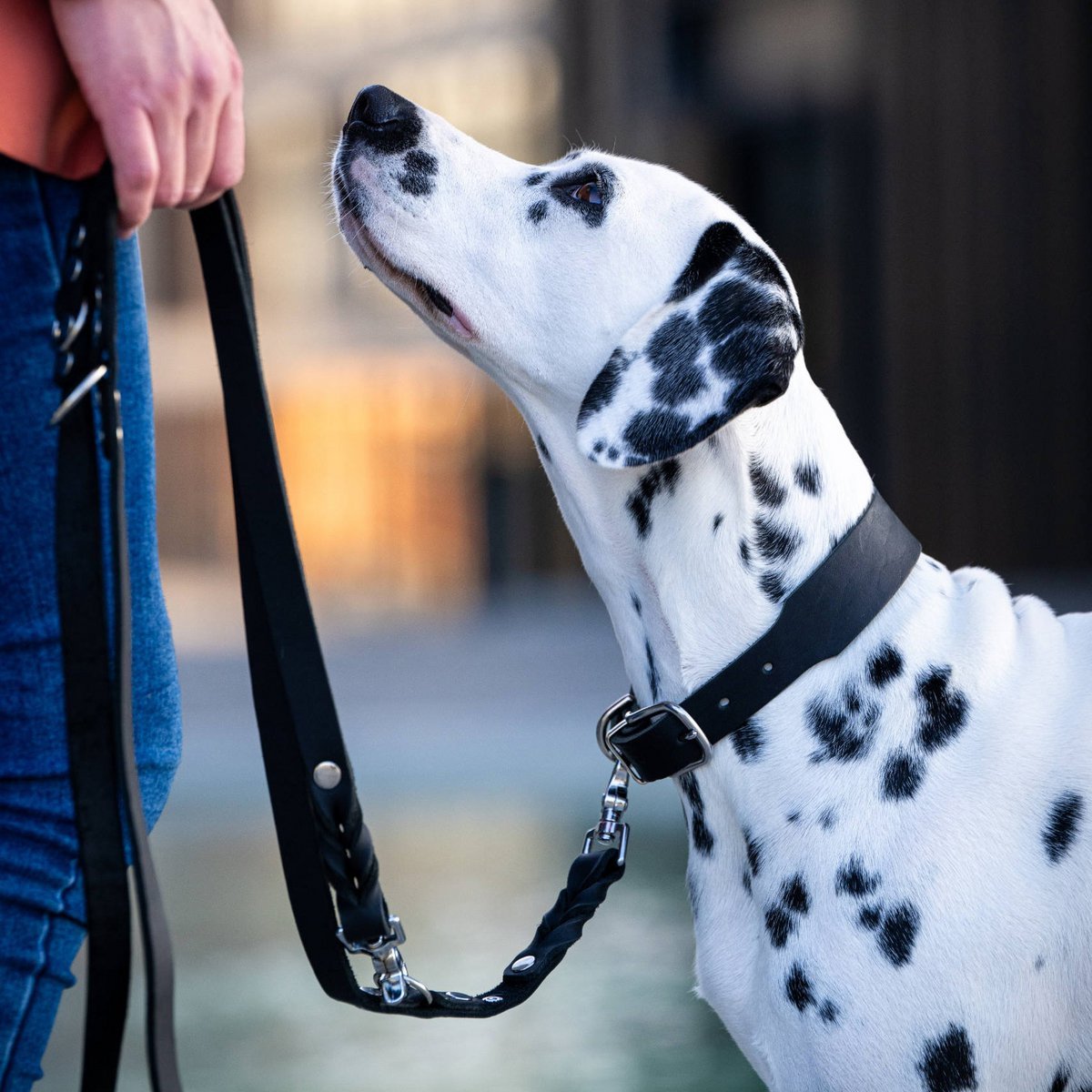 GIRO Black - Klassisches Halsband für jeden Einsatz - Tiny Paws Boutique