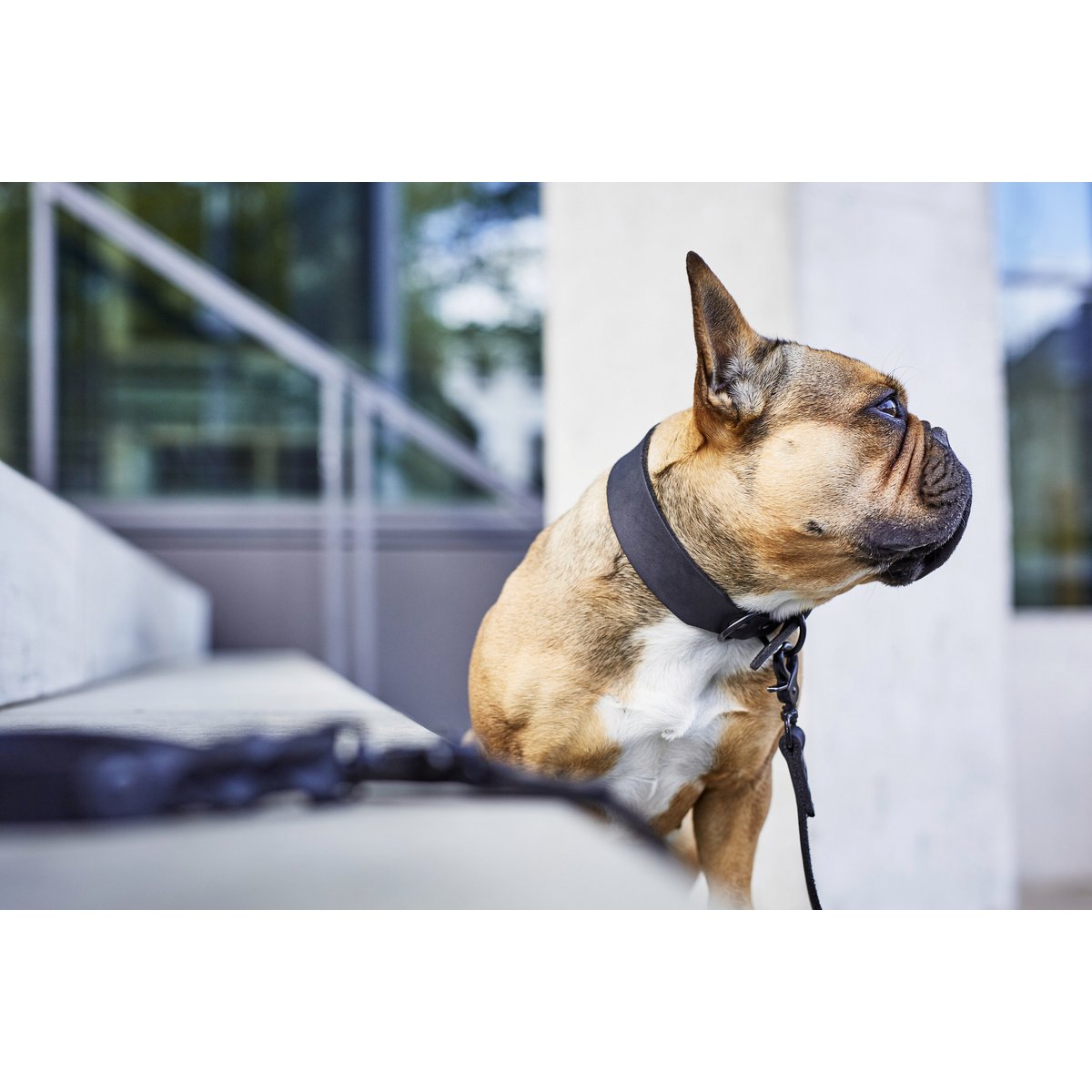 GIRO Black - Klassisches Halsband für jeden Einsatz - Tiny Paws Boutique
