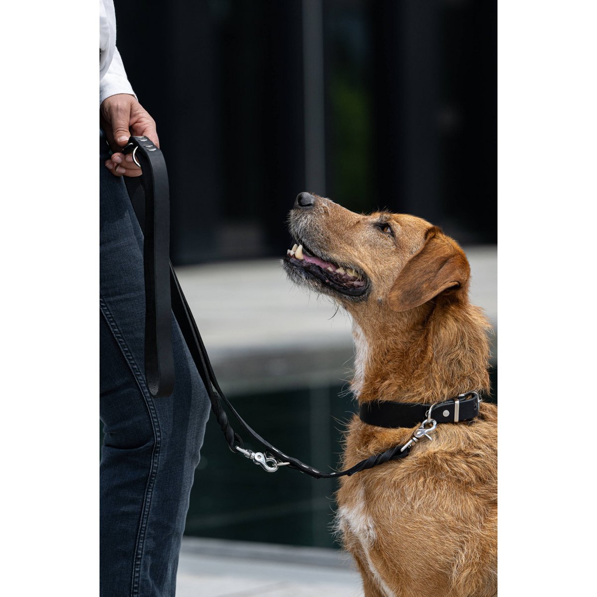 GIRO Black - Klassisches Halsband für jeden Einsatz - Tiny Paws Boutique