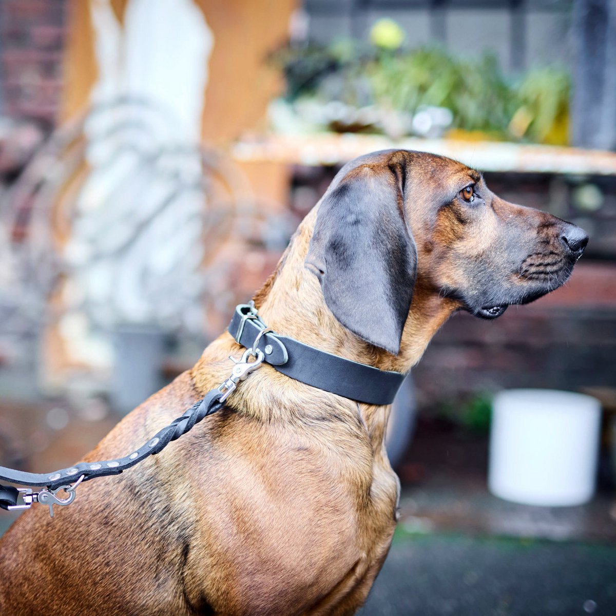 GIRO Black - Klassisches Halsband für jeden Einsatz - Tiny Paws Boutique