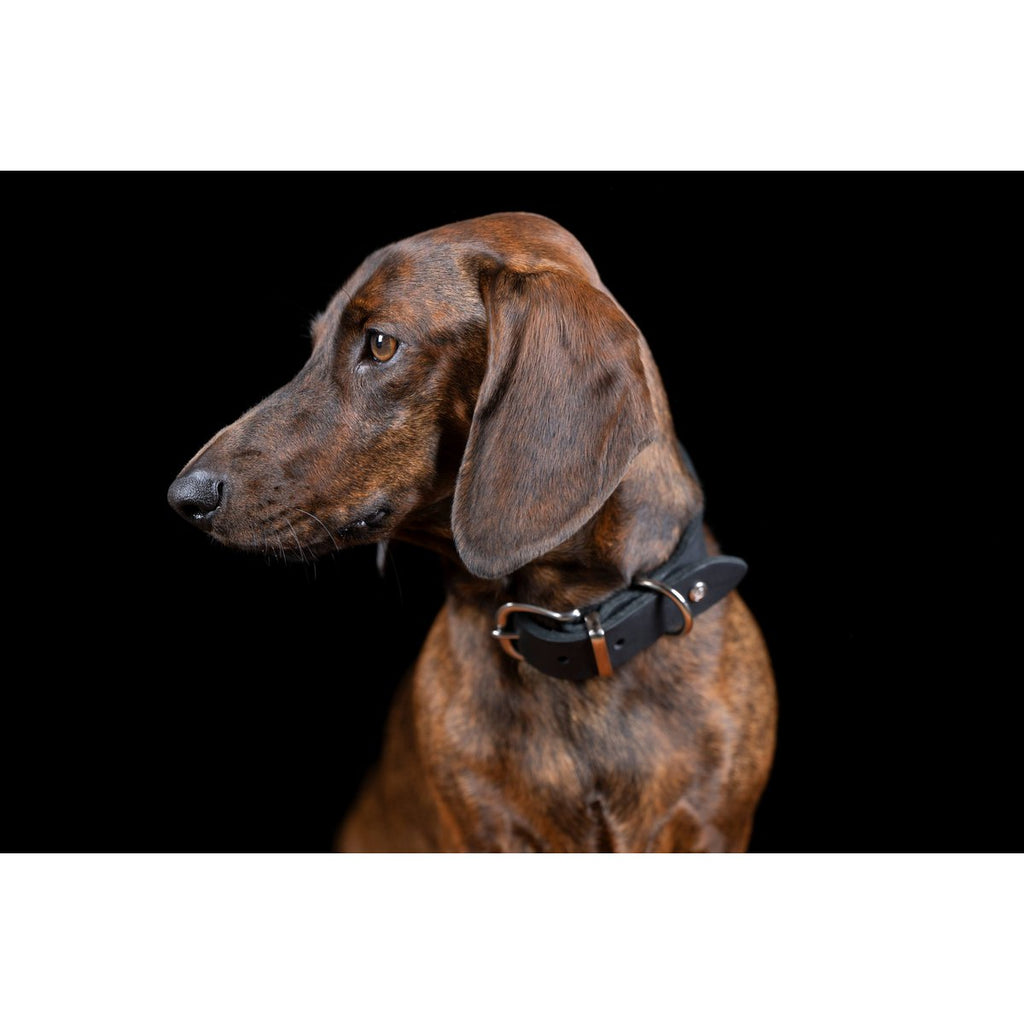 GIRO Black - Klassisches Halsband für jeden Einsatz - Tiny Paws Boutique