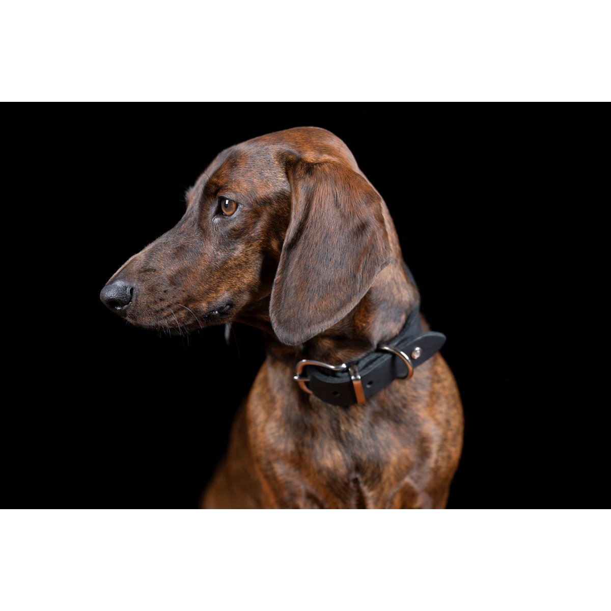 GIRO Black - Klassisches Halsband für jeden Einsatz - Tiny Paws Boutique