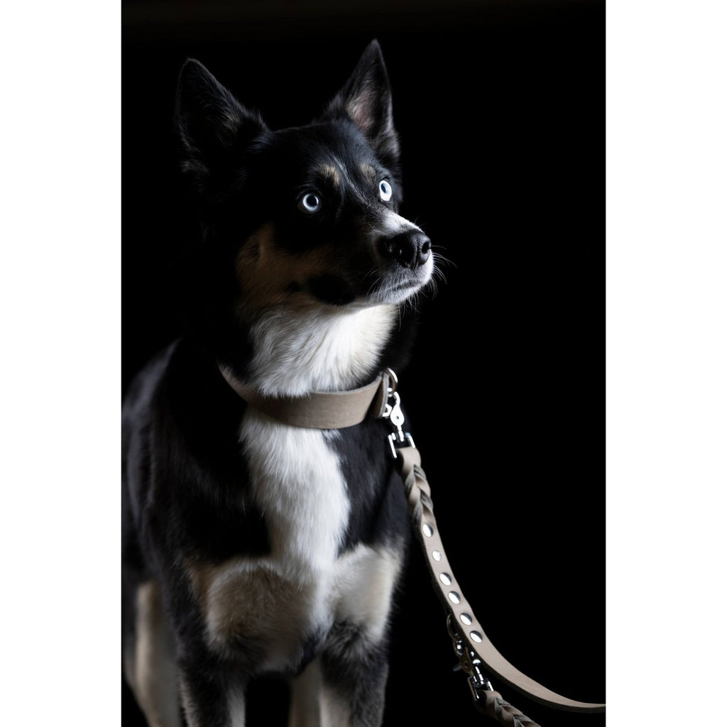 GIRO GREY - Klassische Leine für jeden Einsatz - Tiny Paws Boutique