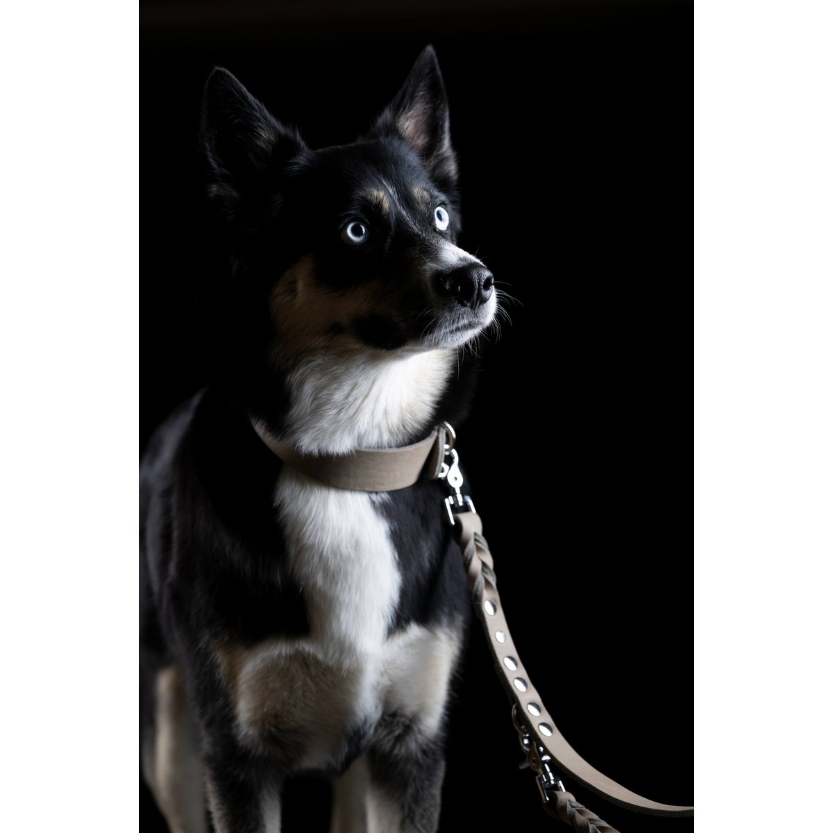 GIRO GREY - Klassische Leine für jeden Einsatz - Tiny Paws Boutique