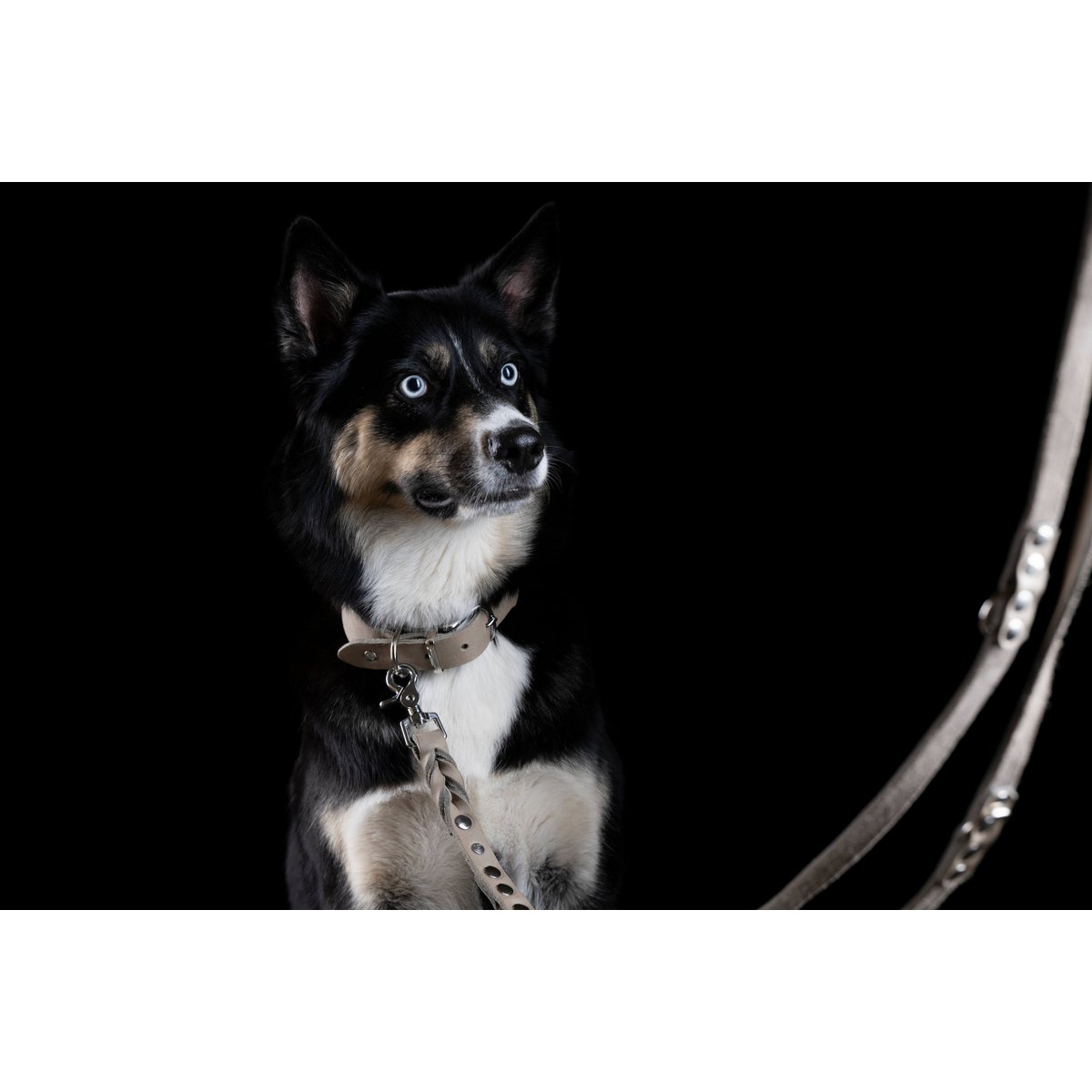 GIRO GREY - Klassische Leine für jeden Einsatz - Tiny Paws Boutique
