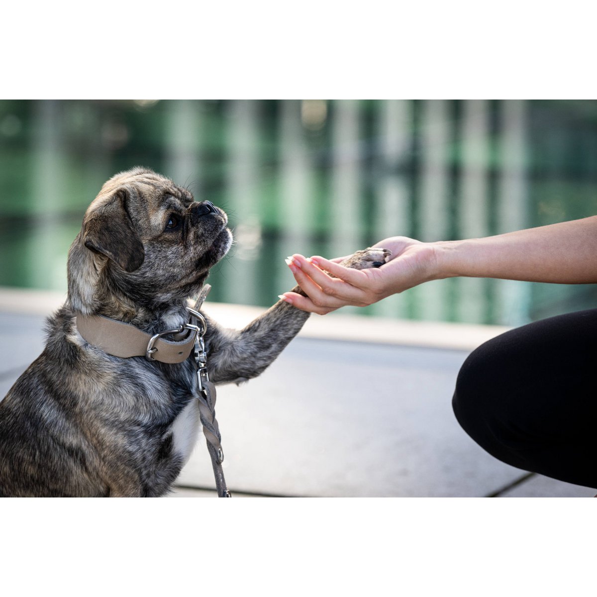 GIRO Grey - Klassisches Halsband für jeden Einsatz - Tiny Paws Boutique
