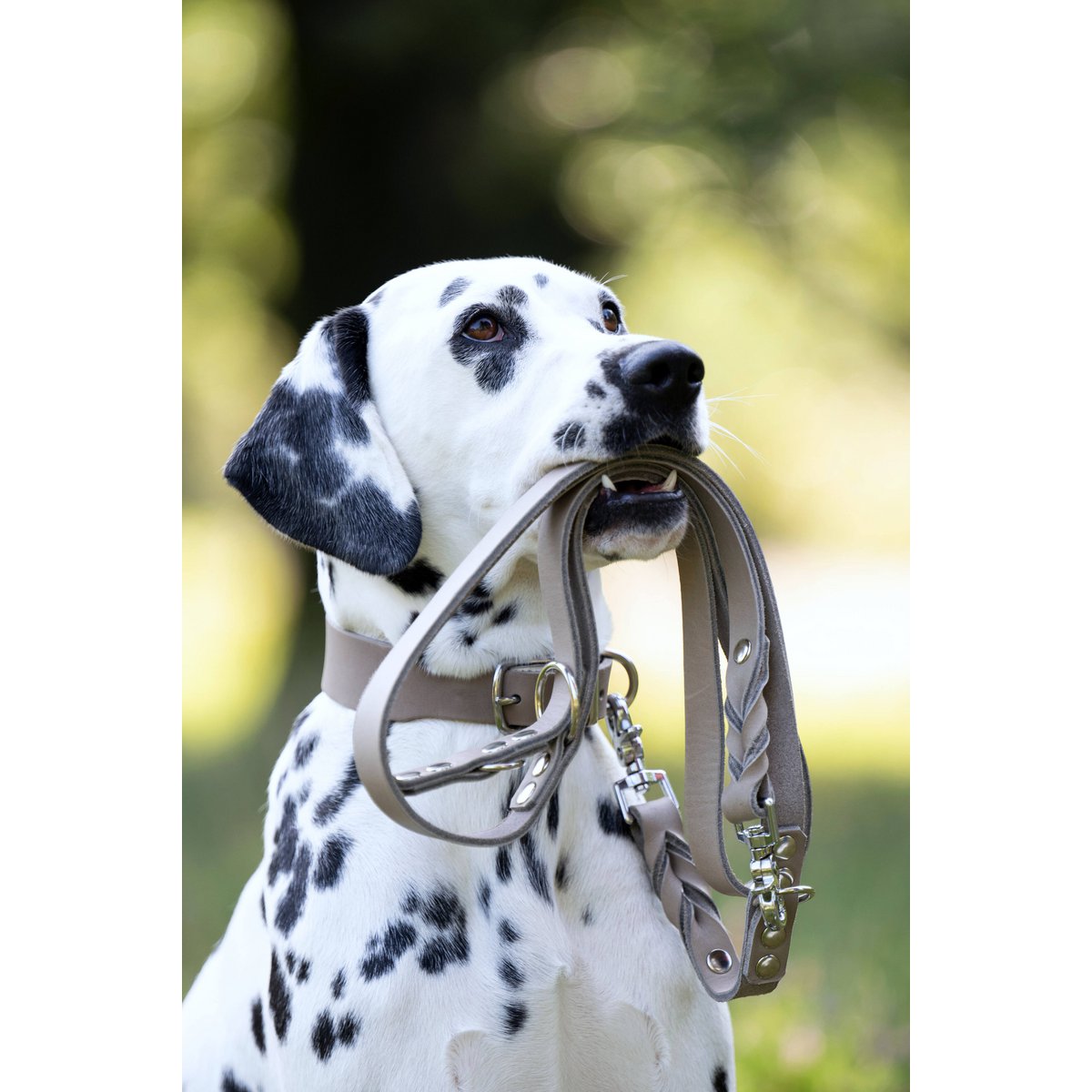 GIRO Grey - Klassisches Halsband für jeden Einsatz - Tiny Paws Boutique