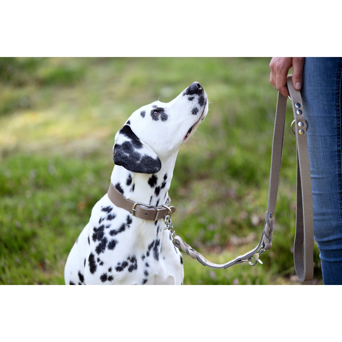 GIRO Grey - Klassisches Halsband für jeden Einsatz - Tiny Paws Boutique