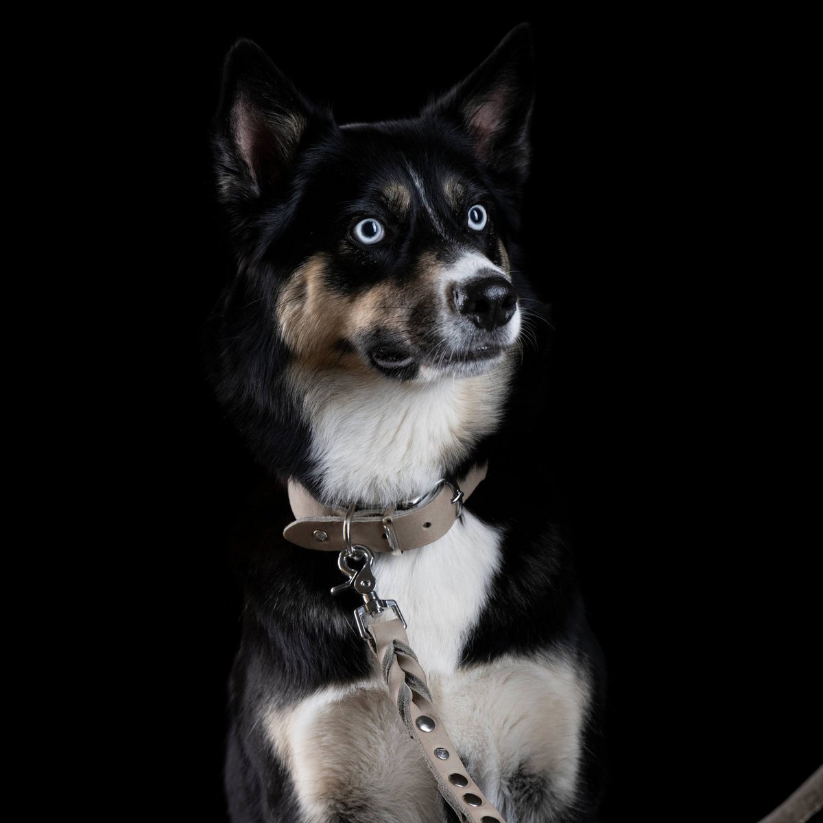 GIRO Grey - Klassisches Halsband für jeden Einsatz - Tiny Paws Boutique