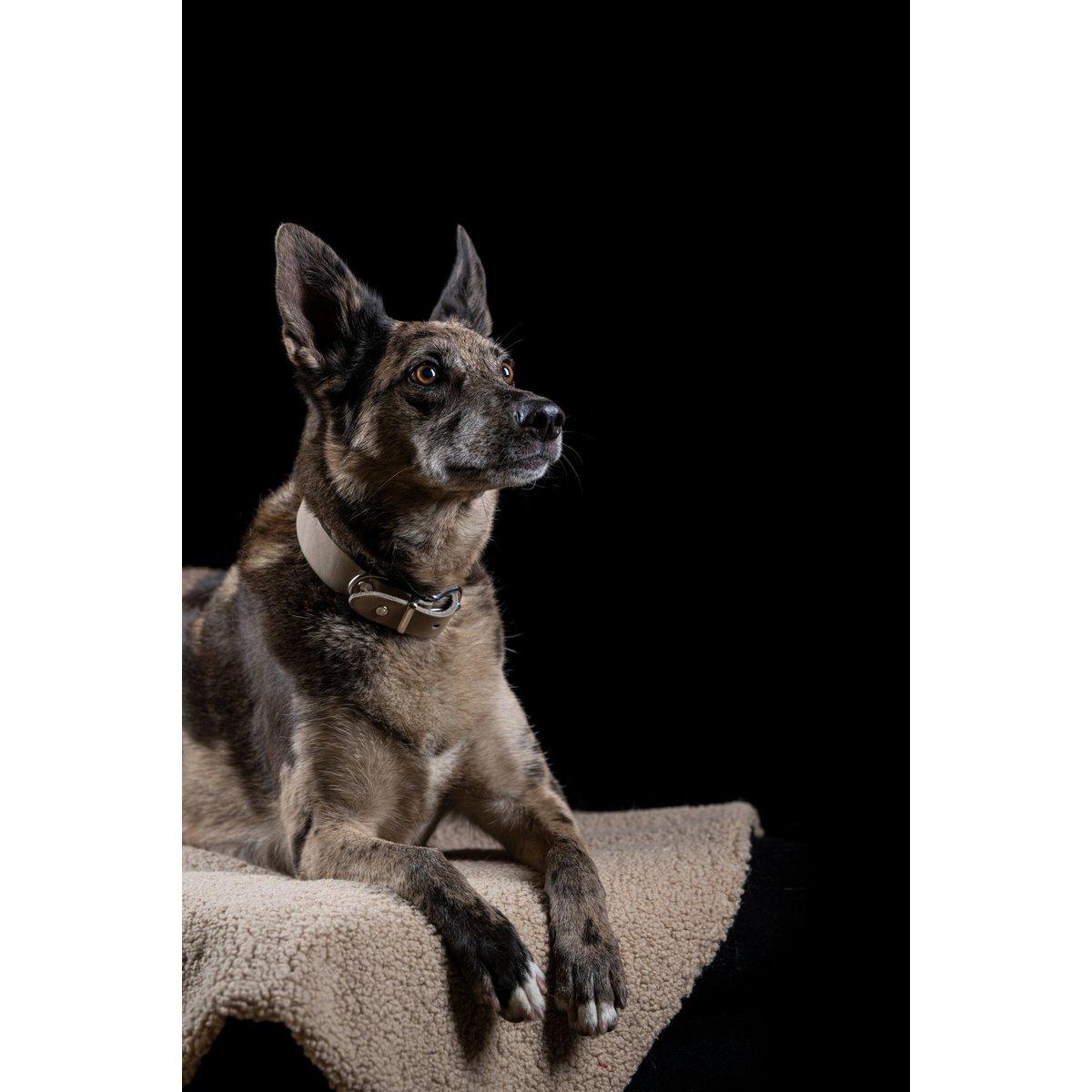 GIRO Grey - Klassisches Halsband für jeden Einsatz - Tiny Paws Boutique