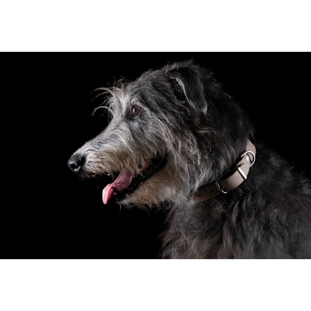 GIRO Grey - Klassisches Halsband für jeden Einsatz - Tiny Paws Boutique