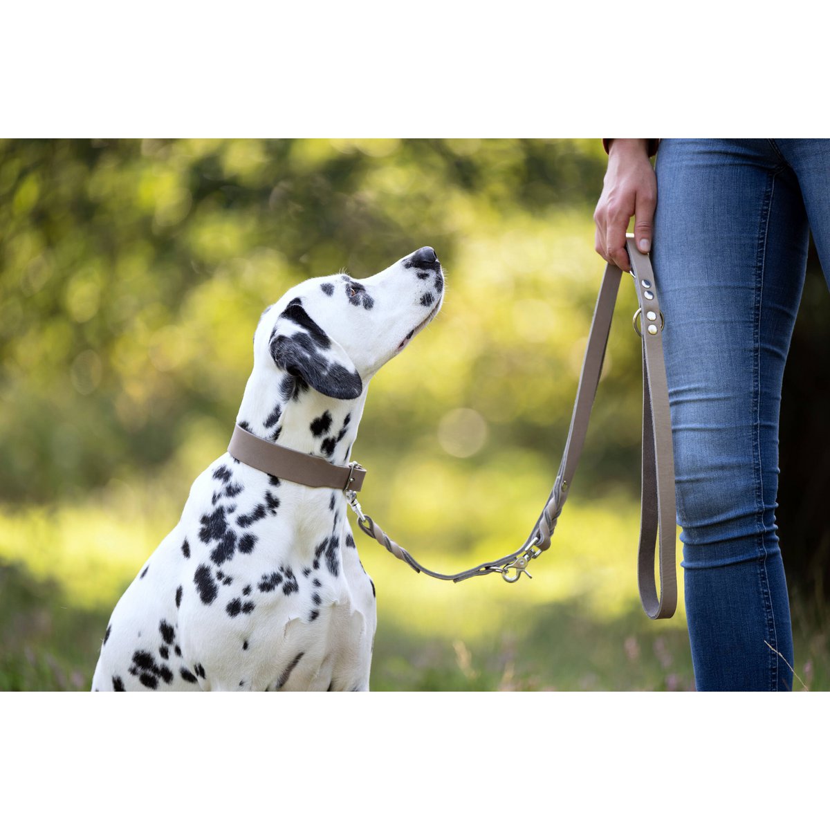 GIRO Grey - Klassisches Halsband für jeden Einsatz - Tiny Paws Boutique