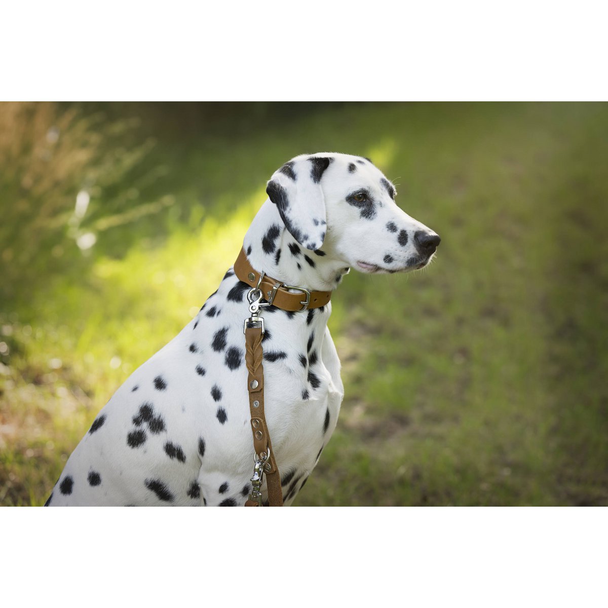 GIRO Honey - Klassische Leine für jeden Einsatz - Tiny Paws Boutique
