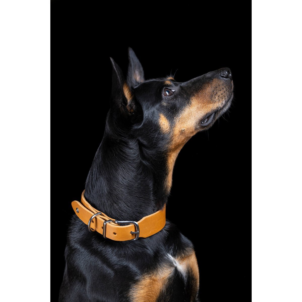 GIRO HONEY - Klassisches Halsband für jeden Einsatz - Tiny Paws Boutique