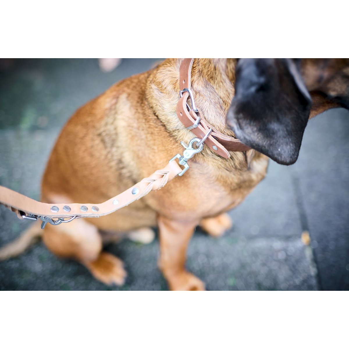 GIRO Mokka - Klassische Leine für jeden Einsatz - Tiny Paws Boutique