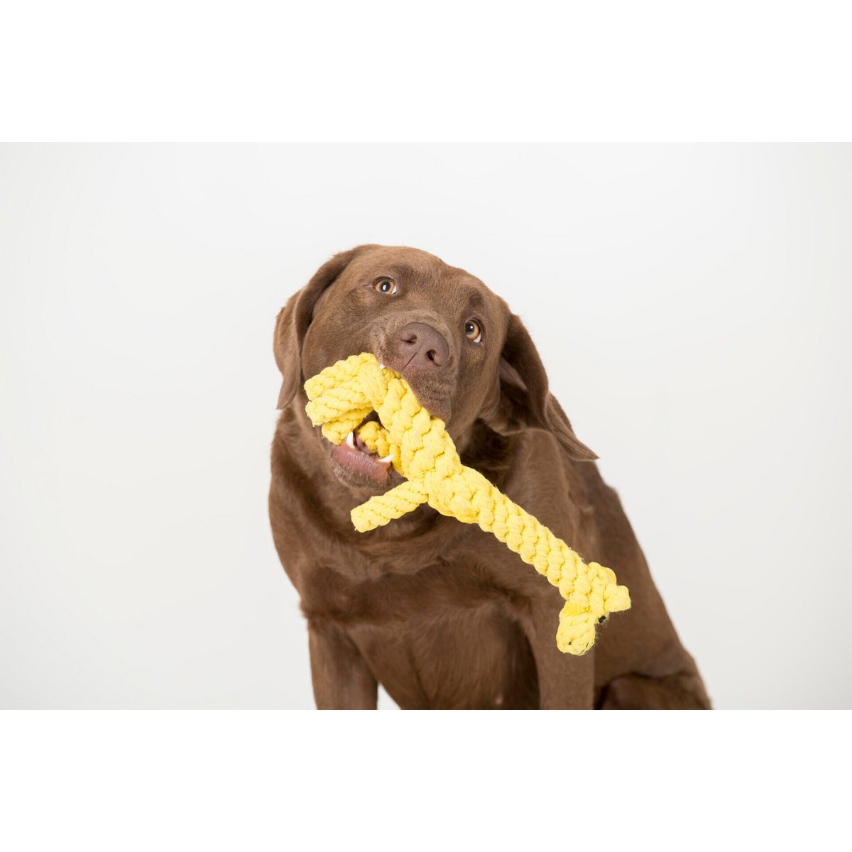 Greta Giraffe - Kult - Spielzeug für Hunde - Tiny Paws Boutique