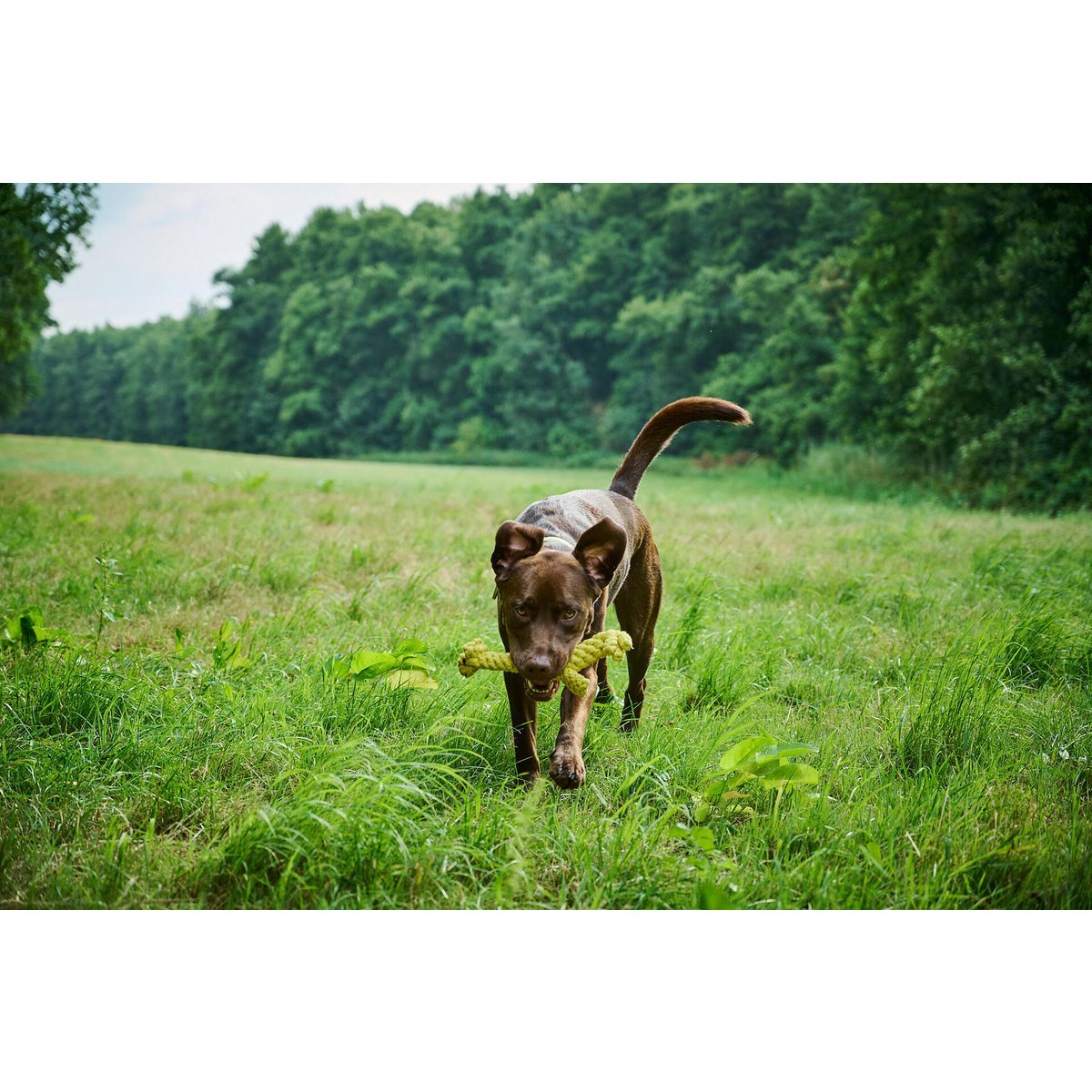Greta Giraffe - Kult - Spielzeug für Hunde - Tiny Paws Boutique